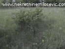 Prodaje se plac u  Vrbici ,pov.1008m2.Cena 16.500EUR-a.
