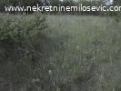 Prodaje se plac u  Vrbici ,pov.1008m2.Cena 16.500EUR-a.