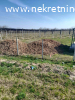 Prodaje se zasad borovnica u Orascu pov.1ha i 62ari