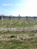 Prodaje se zasad borovnica u Orascu pov.1ha i 62ari