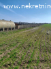 Prodaje se zasad borovnica u Orascu pov.1ha i 62ari