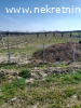 Prodaje se zasad borovnica u Orascu pov.1ha i 62ari